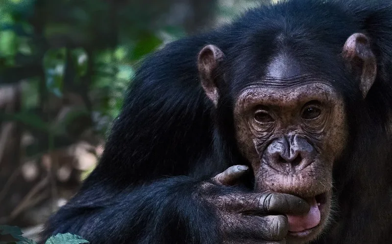 Uganda gorilla and chimpanzee trekking safaris from Canada.