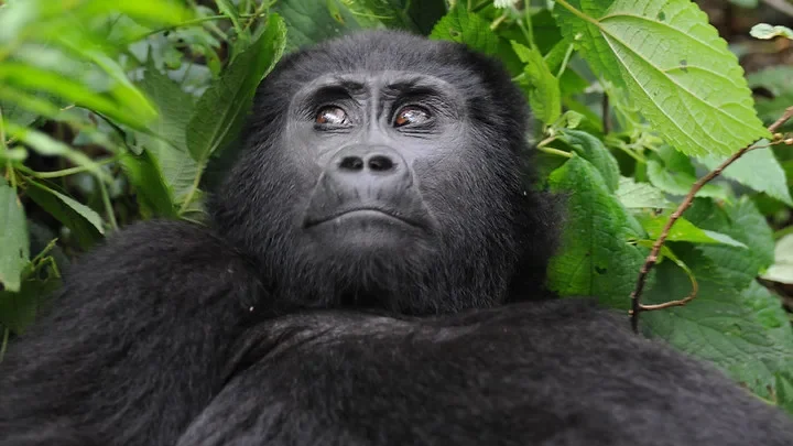 Uganda gorilla permits increased to USD800 from USD700 in 2024-2025.