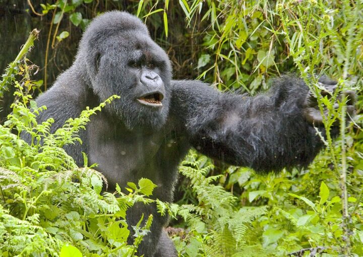 Uganda gorilla safari from Kigali