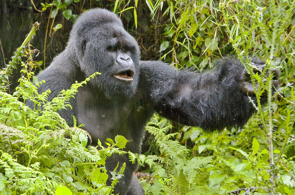Uganda gorilla safari from Kigali