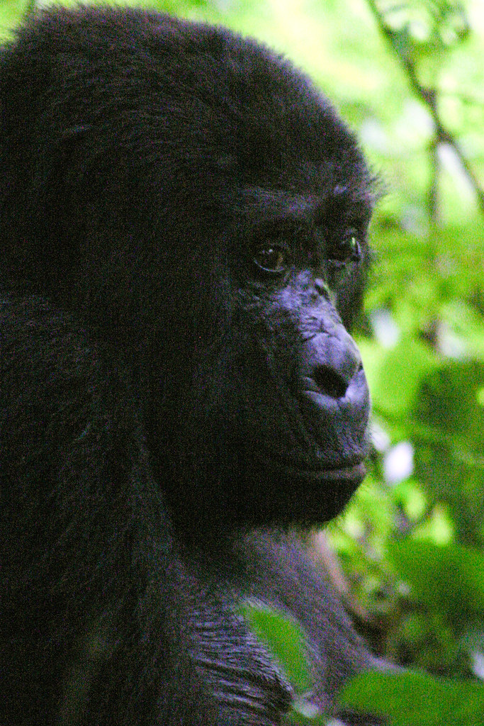 Uganda gorilla safaris from Europe