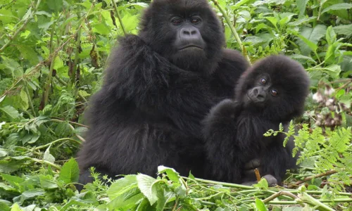 Uganda gorilla safaris from Europe.