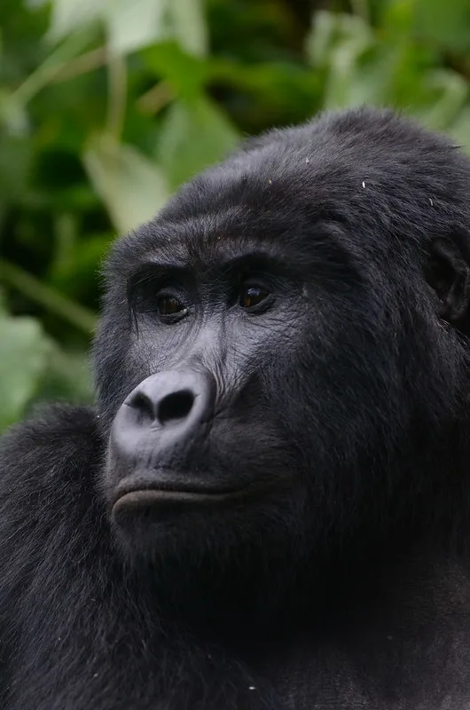 Uganda gorilla trekking safari from the United States of America.