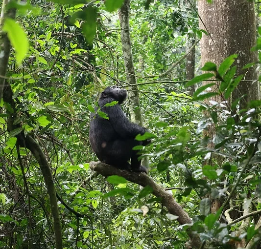 Uganda suspends primate trekking and filming activities in National Parks.