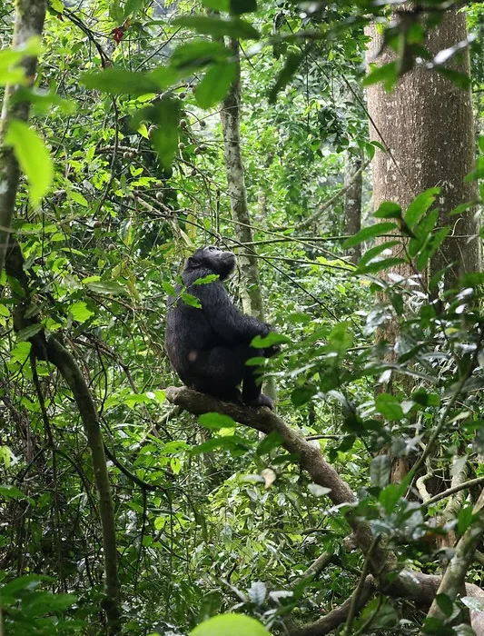 Uganda suspends primate trekking and filming activities in National Parks.