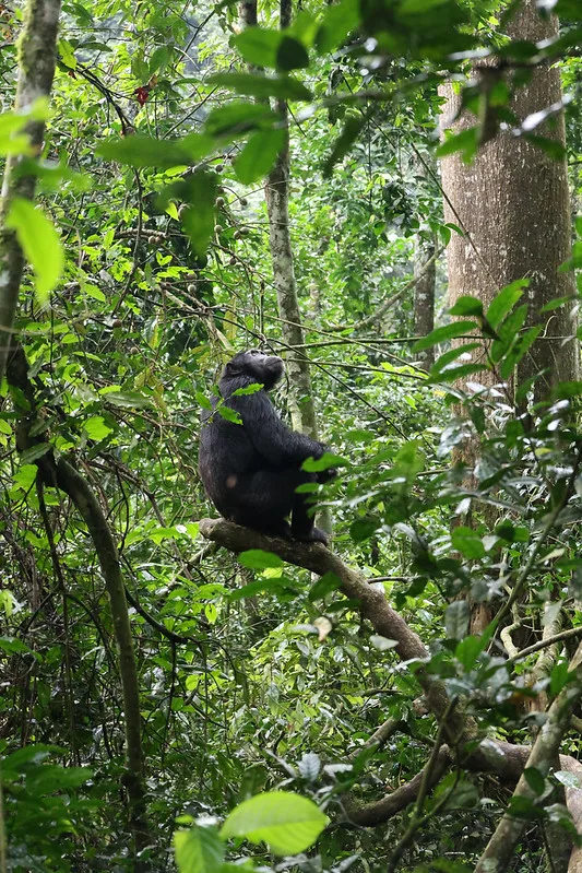 Uganda suspends primate trekking and filming activities in National Parks.