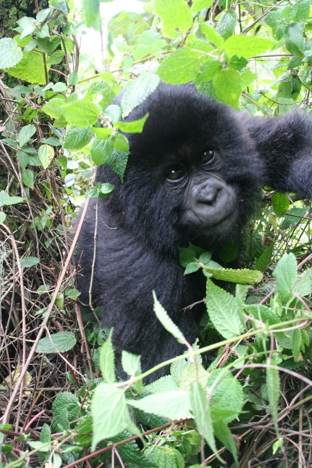 Visit Rwanda For A Holiday