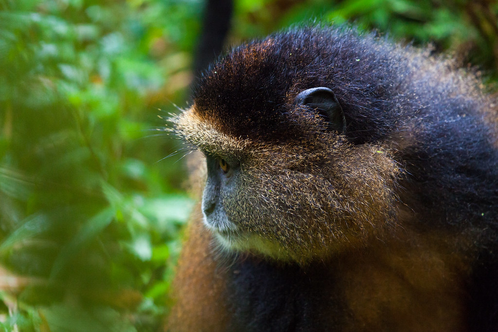 Volcanoes National Park from Nyungwe