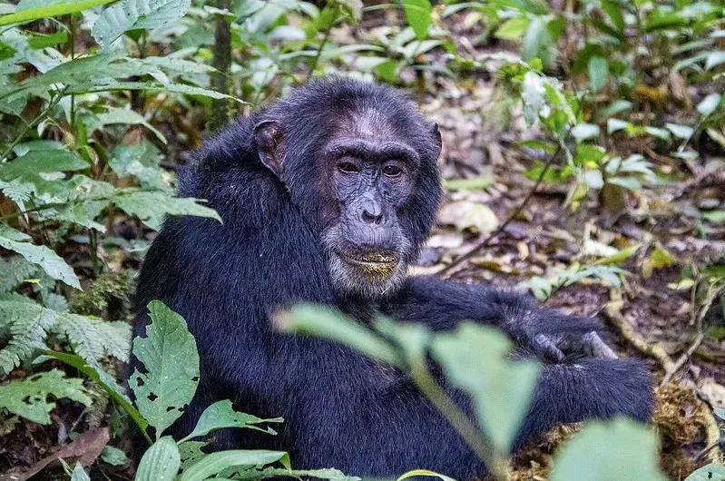 What To Expect on a Chimpanzee Trekking Trip to Nyungwe National Park.