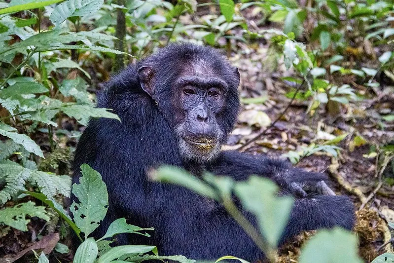 What To Expect on a Chimpanzee Trekking Trip to Nyungwe National Park.