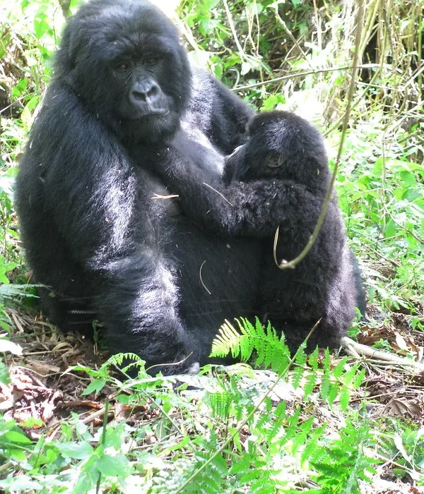 What is the approximate cost of a Budget Rwanda gorilla trip to Volcanoes National Park