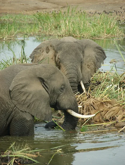 What to Expect On Safari To Uganda