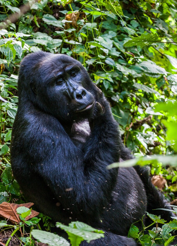 What to Expect On Safari in Uganda