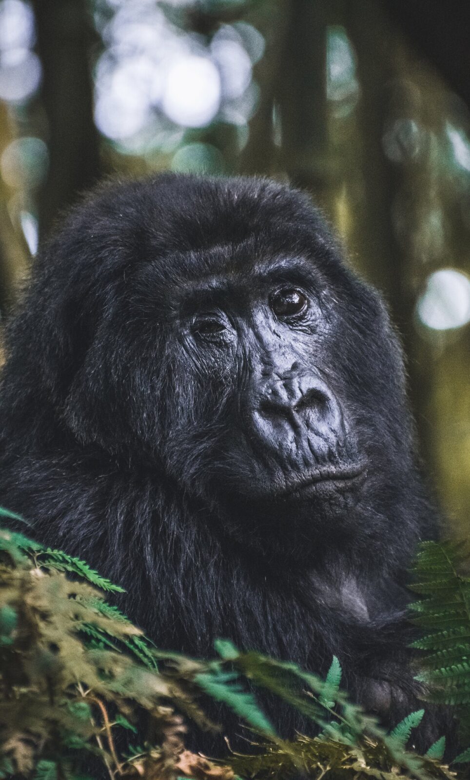 What to Expect on Safari in Rwanda