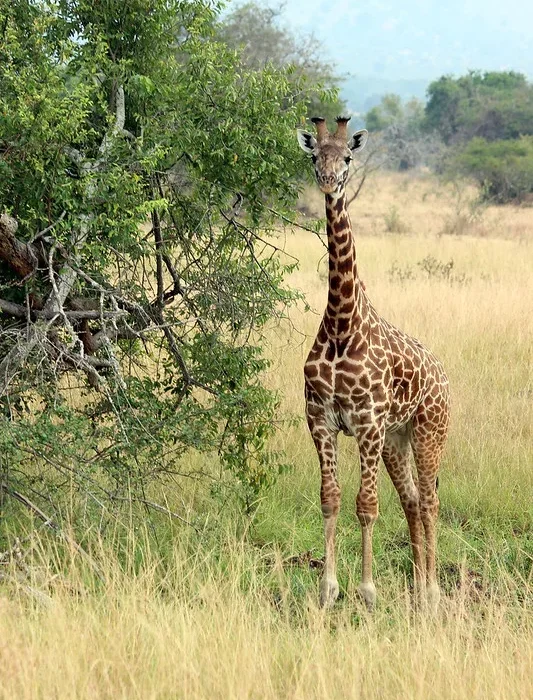 What to Expect on Safari in Rwanda