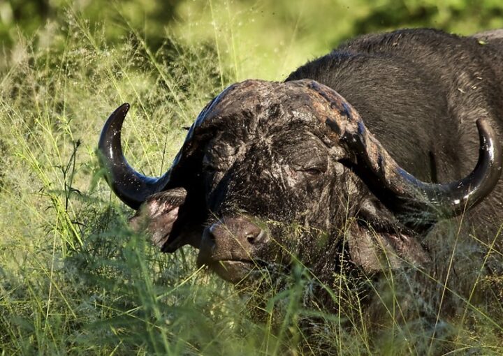 What to see and do in Murchison falls