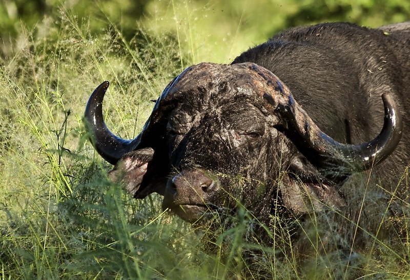 What to see and do in Murchison falls