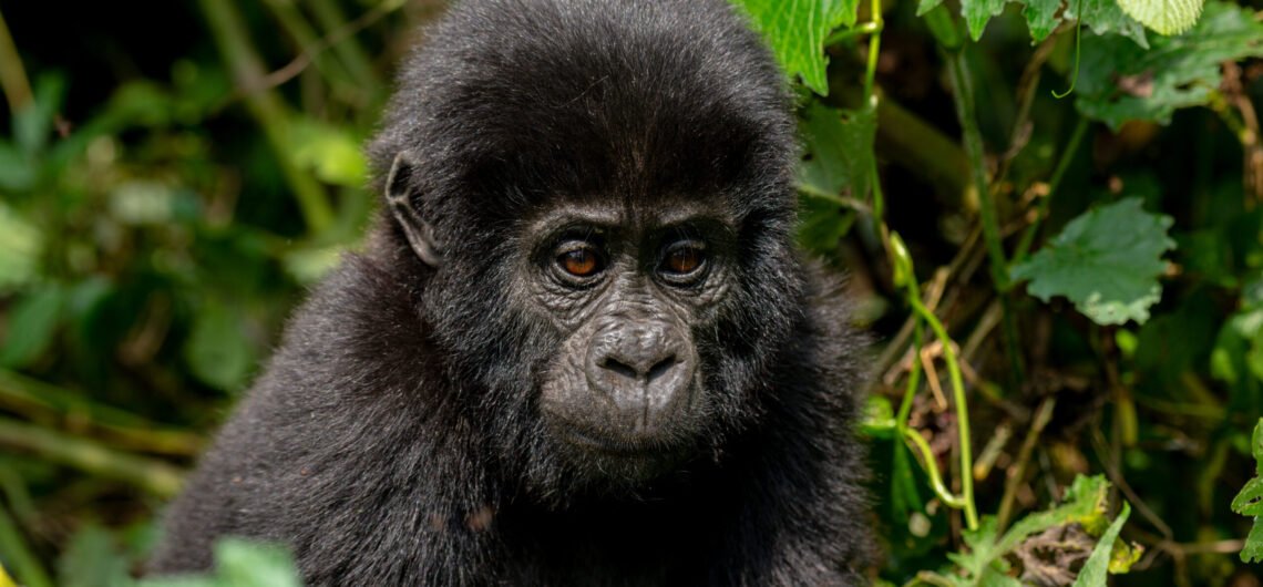 What to see and do on a Bwindi gorilla Safari from Kigali