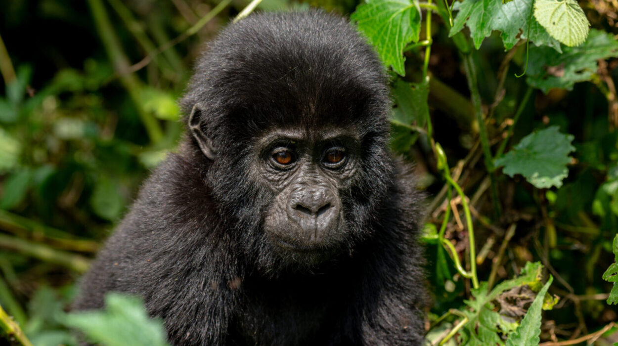 What to see and do on a Bwindi gorilla Safari from Kigali