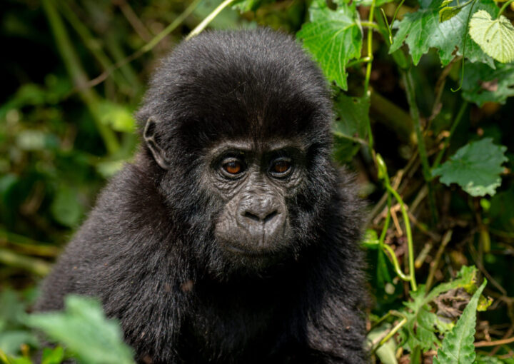 What to see and do on a Bwindi gorilla Safari from Kigali