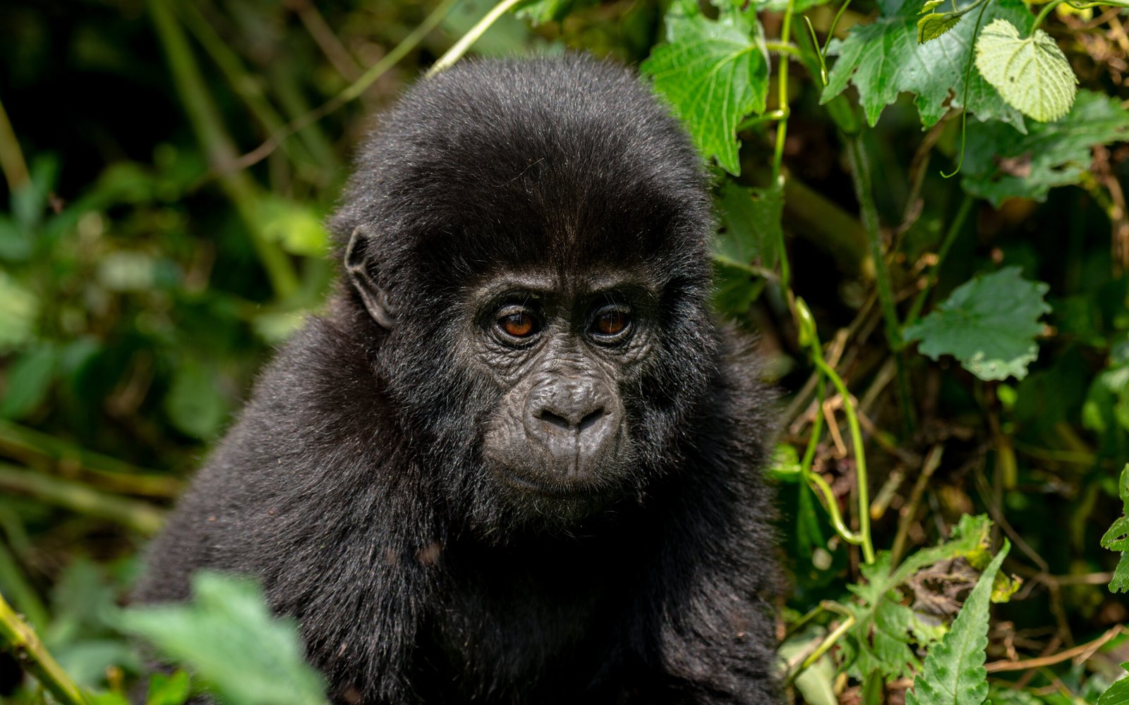 What to see and do on a Bwindi gorilla Safari from Kigali