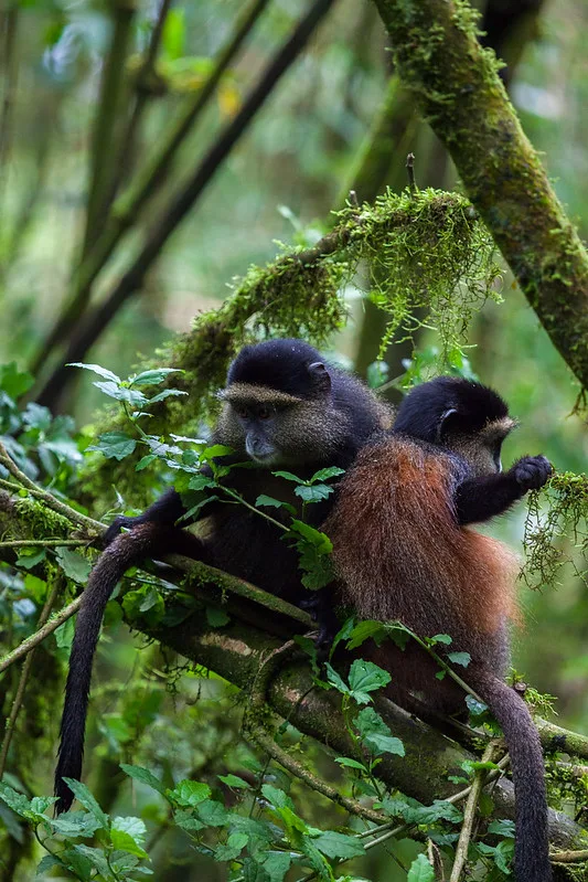 When Booking Golden Monkey Permits in Uganda and Rwanda, Avoid these mistakes.