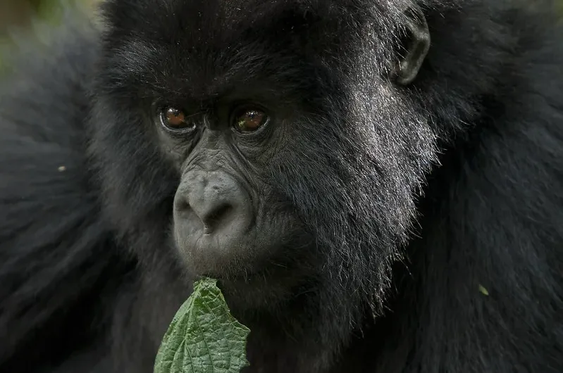 When booking gorilla permits in Rwanda & Uganda, avoid these mistakes.