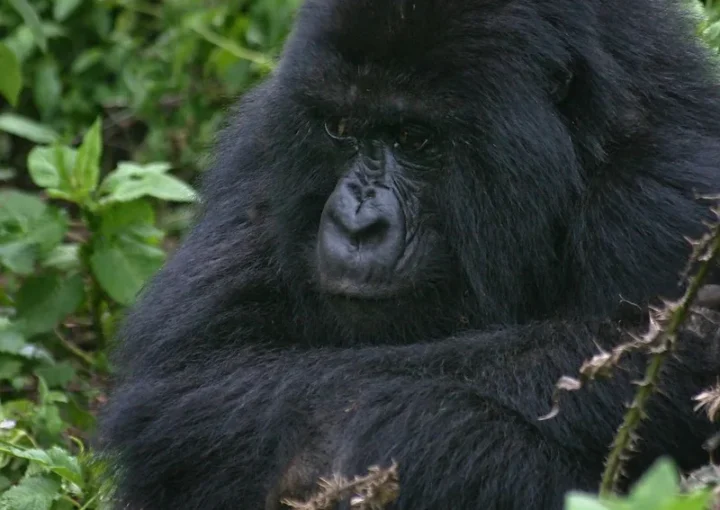 When to book a gorilla habituation safari.