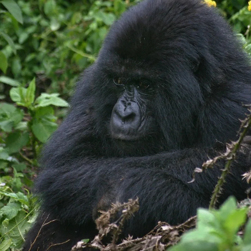 When to book a gorilla habituation safari.