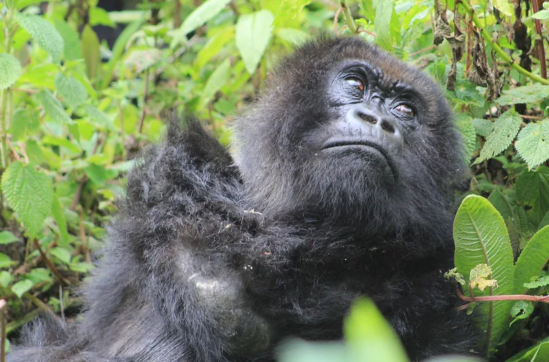 Where To See & Support Mountain Gorillas in Rwanda.