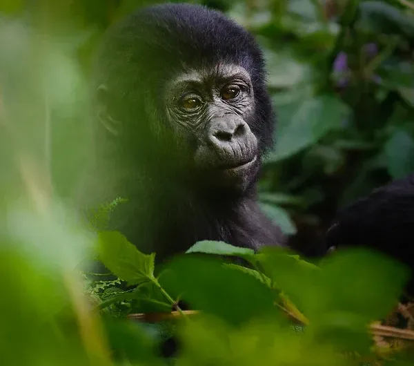 Which part of Africa is Bwindi Impenetrable National Park.