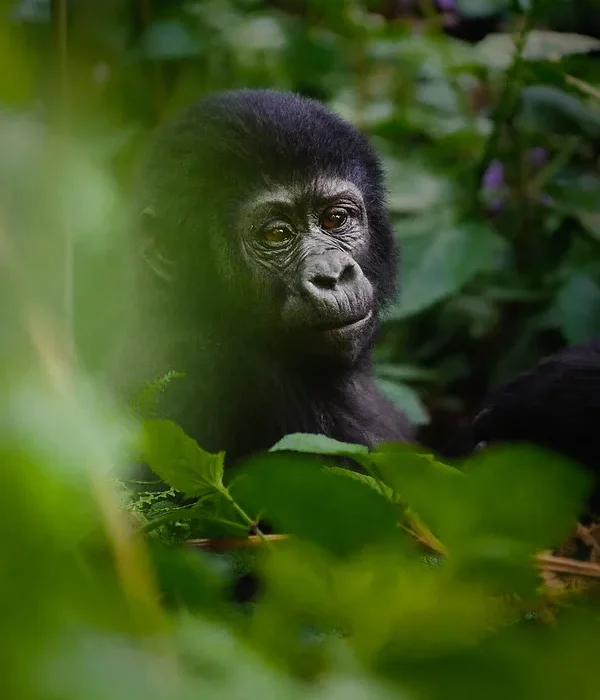 Which part of Africa is Bwindi Impenetrable National Park.