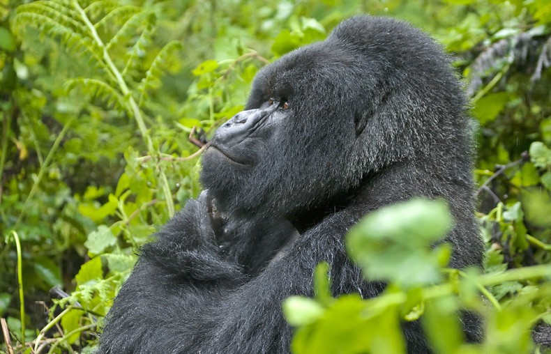 Which part of Africa is Volcanoes National Park