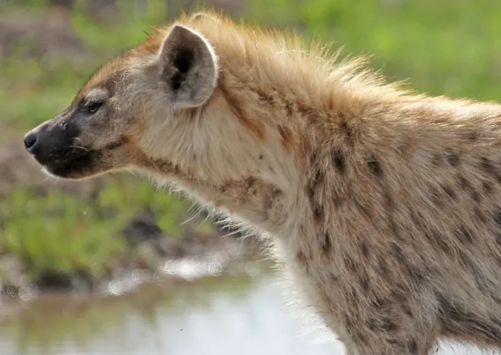 Why Choose Kenya as your post covid 19 lockdown safari destination