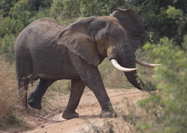 Why Uganda is the perfect post lockdown safari destination in Africa