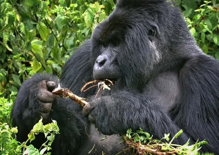 Why book a gorilla habituation safari after Covid 19 lockdown.