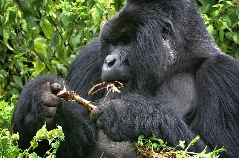 Why book a gorilla habituation safari after Covid 19 lockdown.