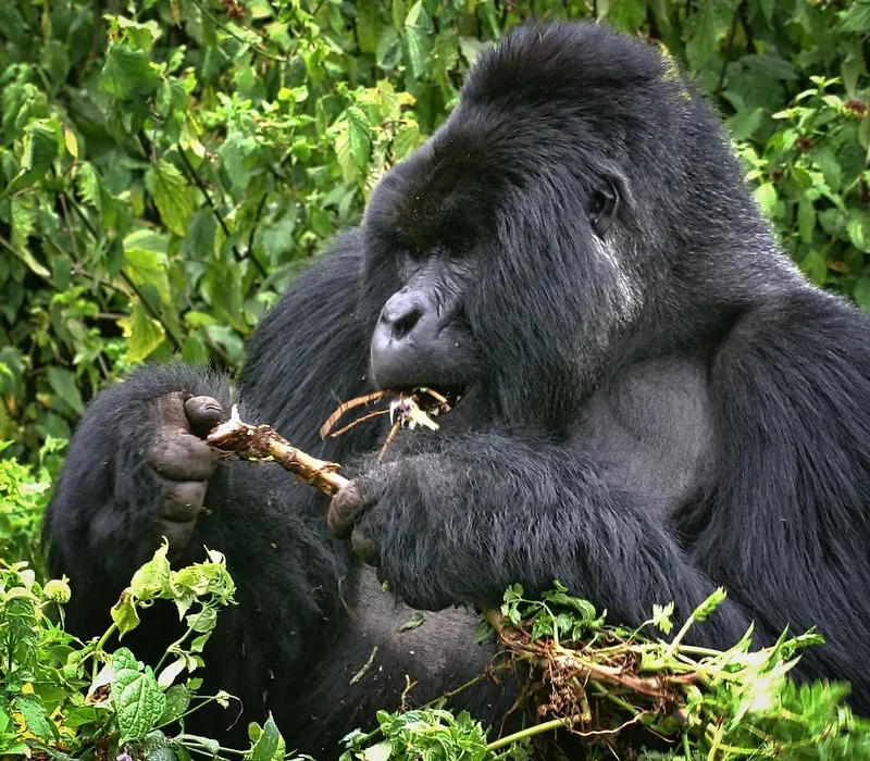 Why book a gorilla habituation safari after Covid 19 lockdown.