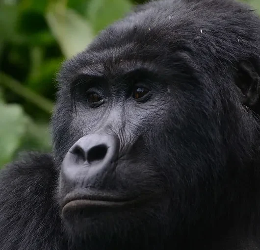 Winter Break gorilla trekking holidays