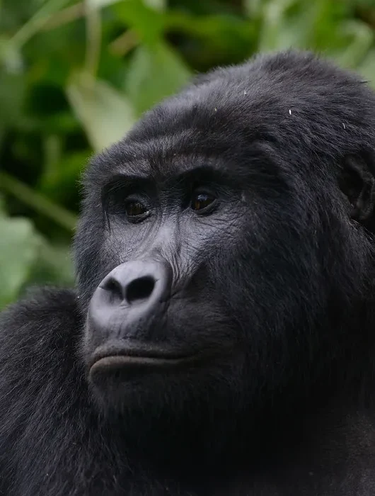 Winter Break gorilla trekking holidays