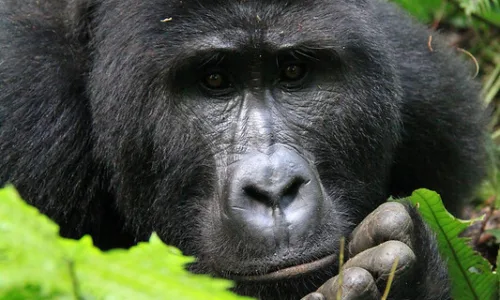 With my $1500, should I go for gorilla trekking in Rwanda or gorilla habituation in Bwindi