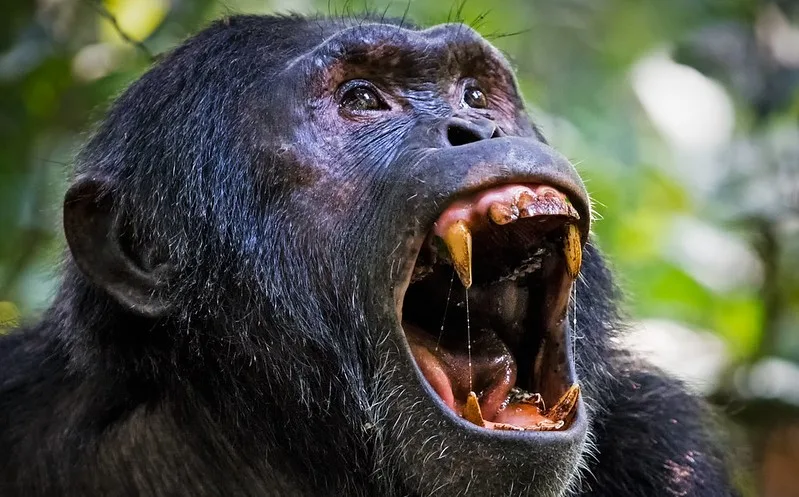 Reasons to trek chimpanzees in Uganda