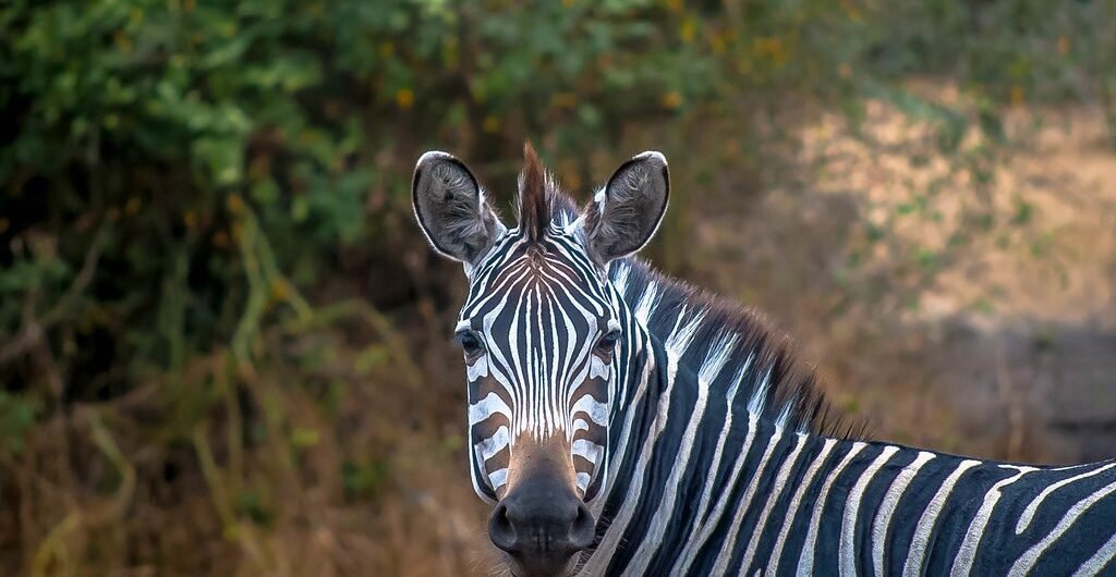 Visit Lake Mburo National