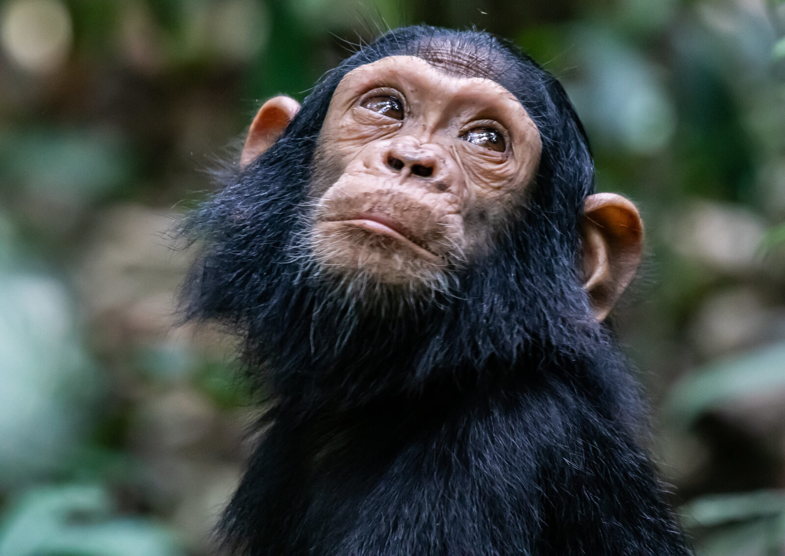 5 Days In Kibale National Park