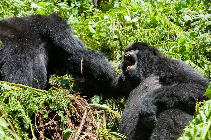 5 Things To Do In Volcanoes National Park On Honeymoon