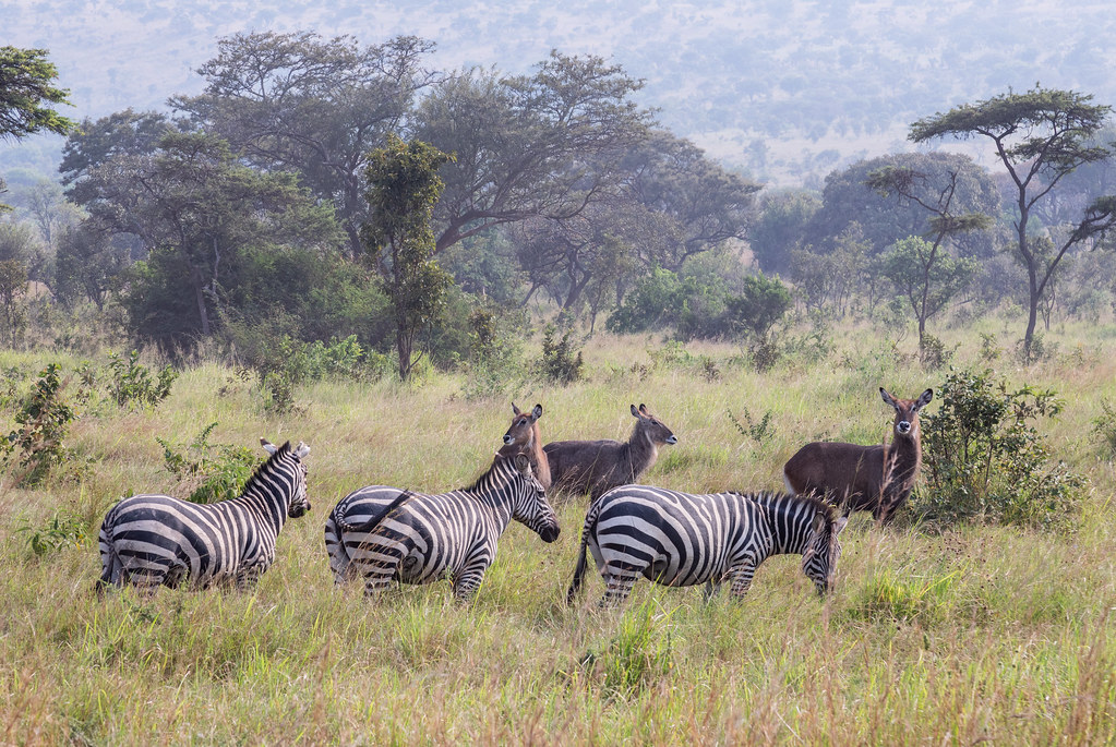 Akagera National Park Rwanda 
