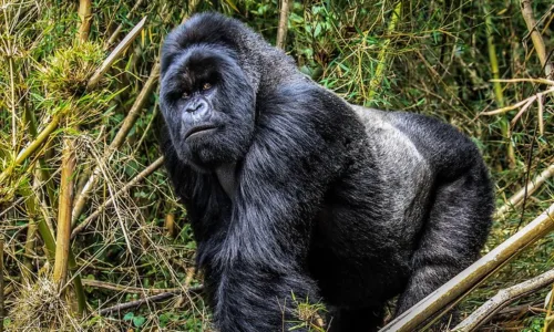 Annoying things about gorilla trekking.