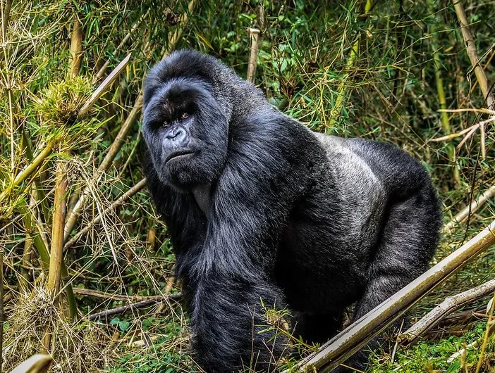 Annoying things about gorilla trekking.