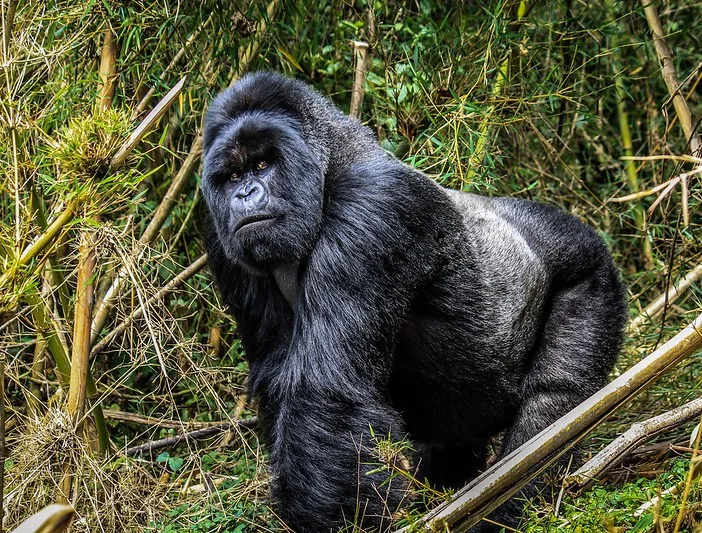 Annoying things about gorilla trekking.