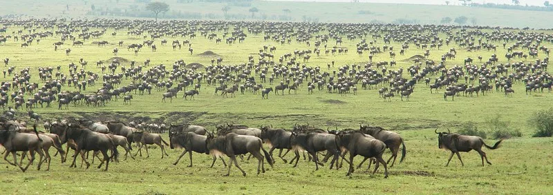 Annual Patterns Of Wildebeest Migration In East Africa